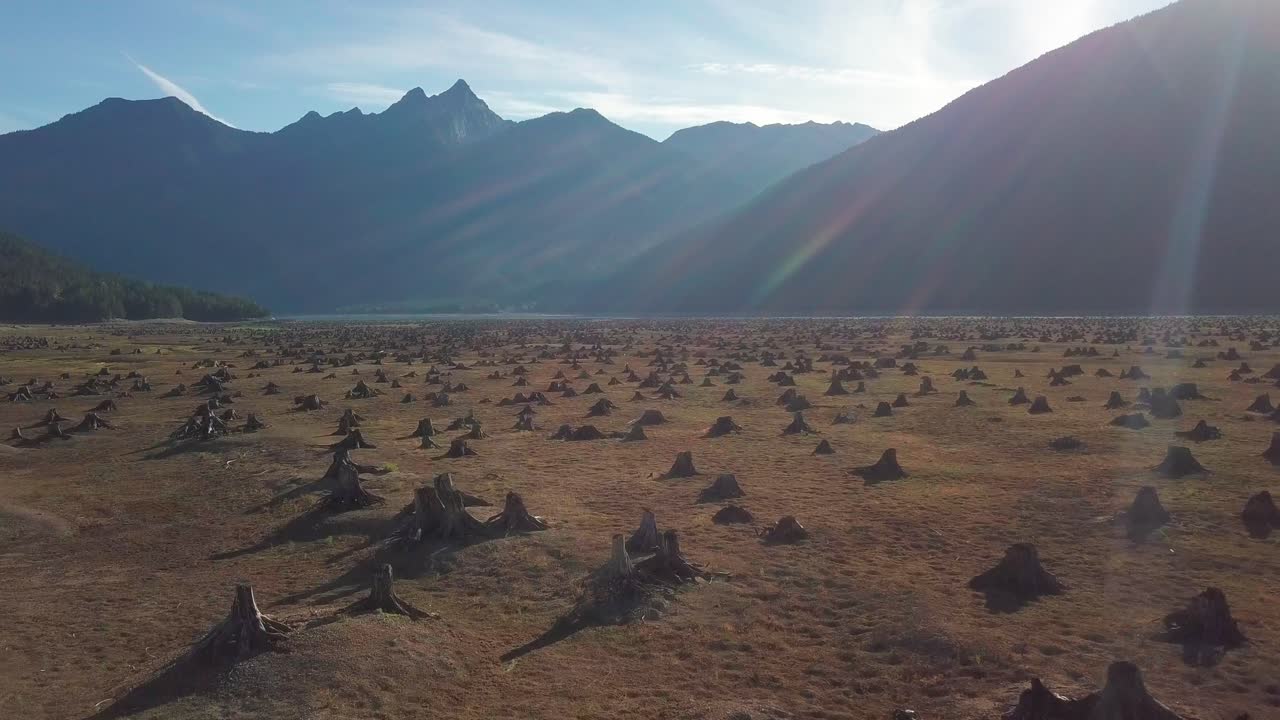 나무 그루터기로 가득 찬 마른 호수 위의 공중 비행
