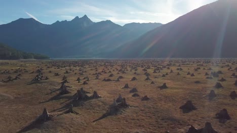 aerial flight over a dry lake bed full of tree stumps