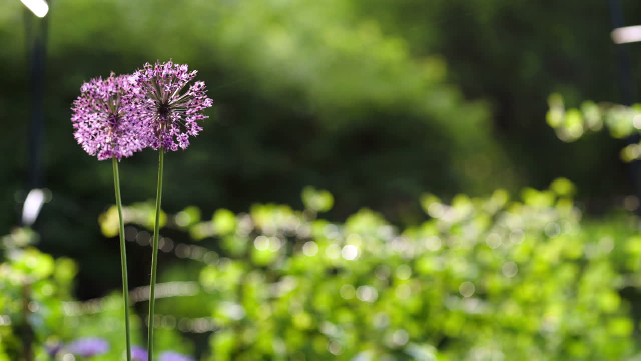 Due fiori che ondeggiano nel vento