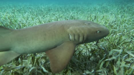 Tiburón-Nodriza-Caribeño-Nadando-A-Lo-Largo-Del-Fondo-Del-Océano-En-Un-Océano-Azul-Poco-Profundo