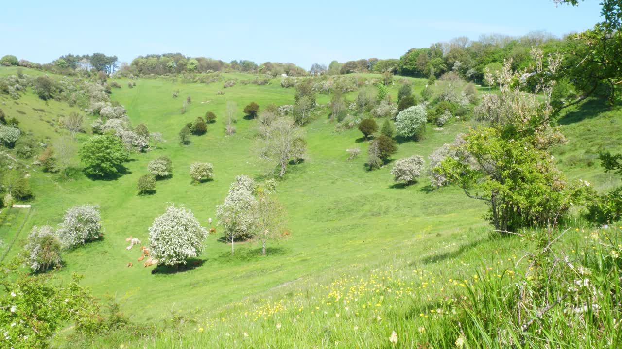 foto fija de un pasto típico del sureste de inglaterra en verano con arbustos de colinas y un valle exuberante con cielos azules