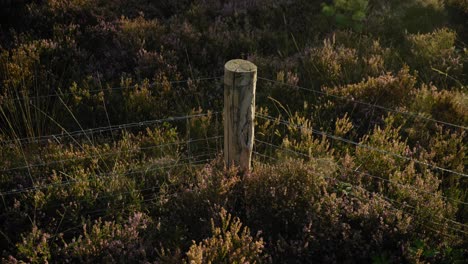 A-metal-wire-fence-surrounded-by-green-and-purple-heather-bushes-lit-up-by-the-morning-sun