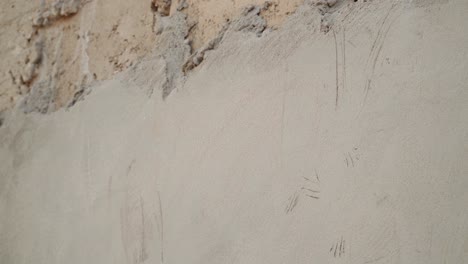 small lizard on a concrete wall in senegal, africa