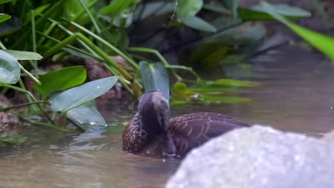 Spotted-Whistling-Duck-Preening-Itself-While-Floating-In-A-Pond---Closeup-Shot