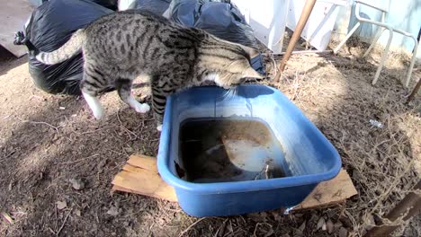 Cámara-Lenta:-El-Gato-Atigrado-Se-Para-Al-Borde-De-Un-Balde-De-Agua-Y-Lo-Golpea-Sobre-Sí-Mismo