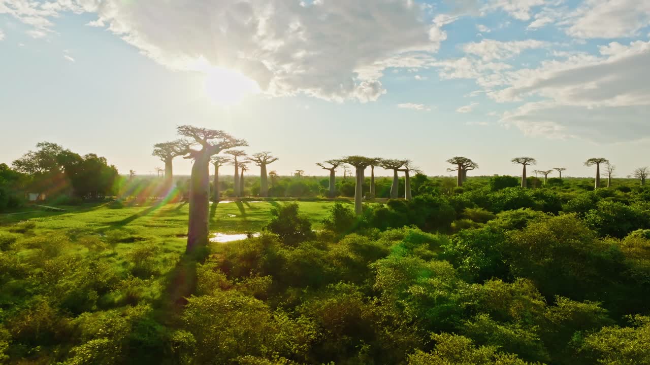 Aerial footage capturing the morning sun rising over the iconic Avenue of the Baobabs in Madagascar, casting long shadows and warm light across the lush green landscape.