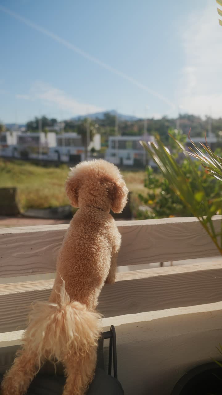 caniche en un balcón