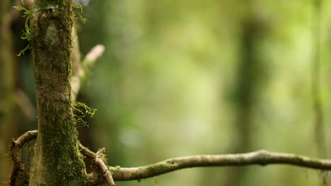 close-up of mossy branches in a lush, green forest with soft, natural lighting