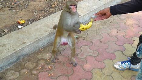 a greedy monkey taking banana from passerby, while already holding one banana in his hand