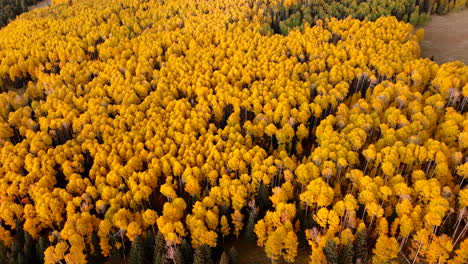 Aerial-slow-orbit-showcasing-yellow-pattern-of-quaking-aspen-tree-canopy-in-fall