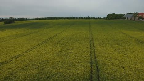 Rapefield-Con-Patrones-De-Rueda-De-Tractor-Y-Edificios-En-El-Fondo-En-El-Campo-Del-Sur-De-Suecia-Skåne,-Tosterup-Österlen,-Medio-Aéreo-Hacia-Adelante