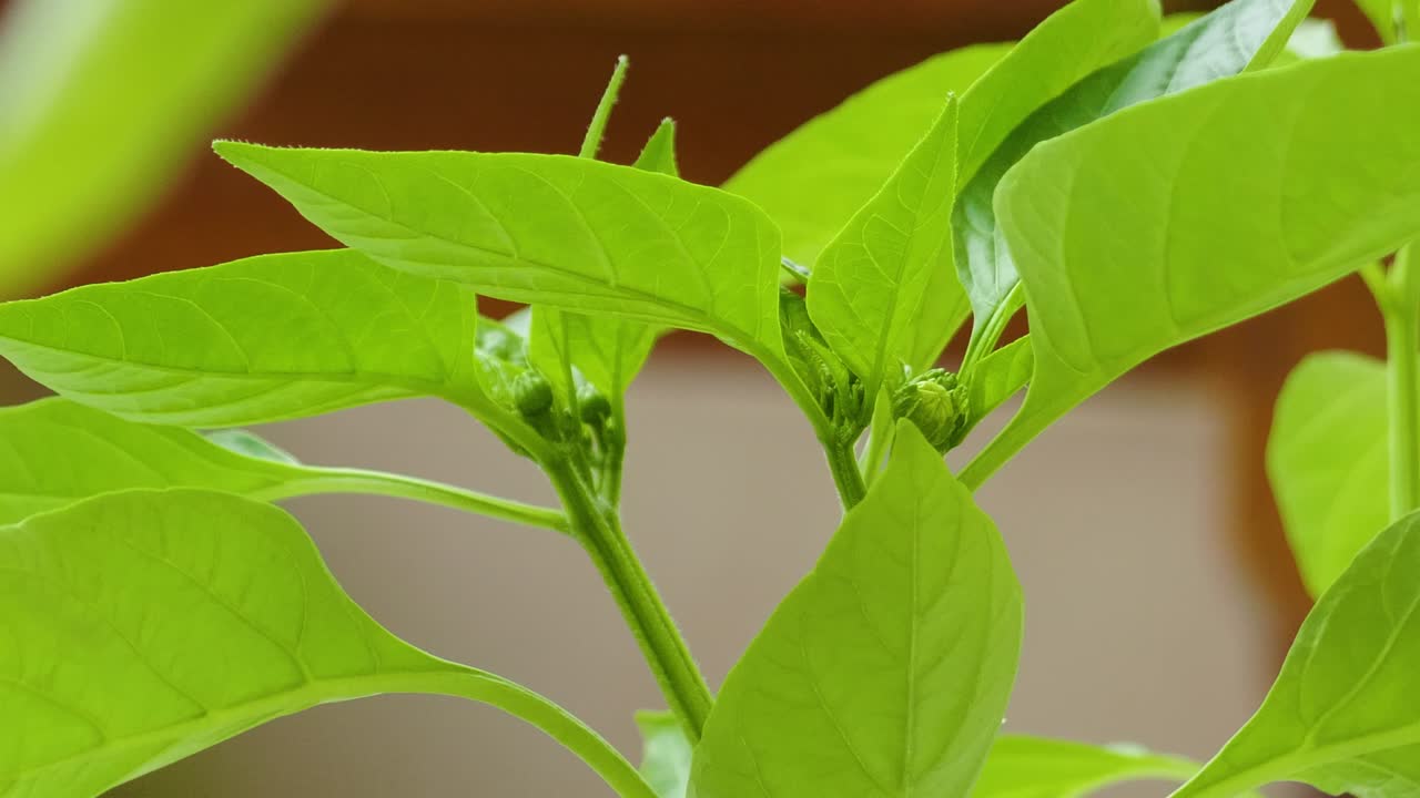 Green leaves up-close Chilli plant up close plant vegetable growing indoor