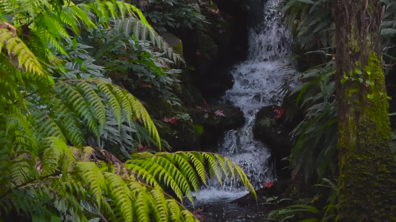 Piccola cascata che scende su rocce coperte di muschio in una lussureggiante foresta di Sintra, circondata da felci vivaci e fitta vegetazione.