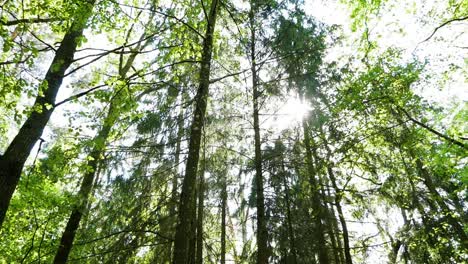 Camera movement revealing forest tree tops and beautiful sunlight and flare. Beautiful green forest