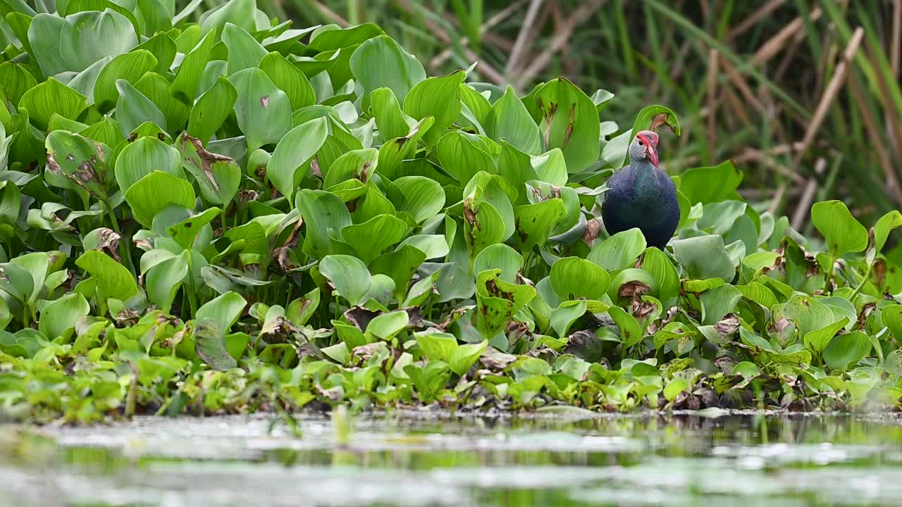 Purple swamphen moving gracefully over pond plants