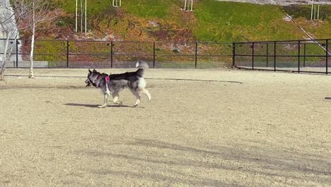 Playful-husky-wearing-harness,-playing-slow-motion-in-fenced-gravel-park-area-outdoors