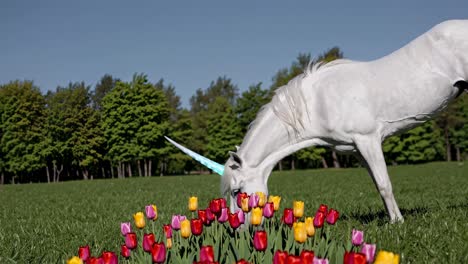 white unicorn grazing in a field of tulips