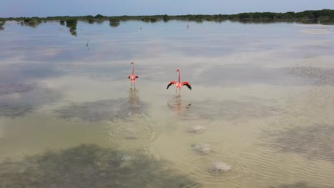 aerial view of a group of bright pink flamingo birds in their natural habitat in yucatan, mexico