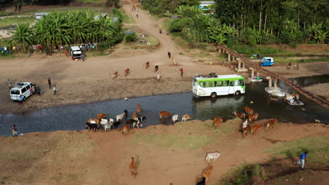 Rebaño-De-Ganado-Bebiendo-Agua-Del-Río-Con-Autobús-Costero