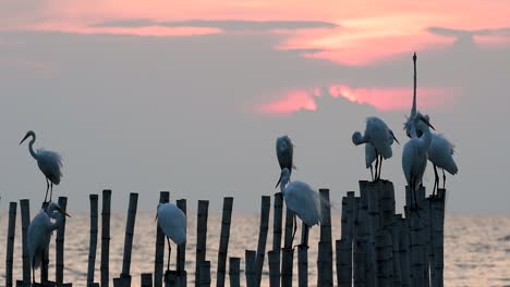 The-Great-Egret,-also-known-as-the-Common-Egret-or-the-Large-Egret