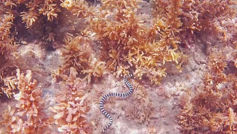 underwater footage of black banded sea snake hunting in seaweed