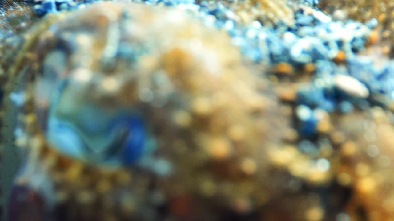 Super macro in tilt up dai tentacoli di una seppia per mettere a fuoco i suoi occhi nella sabbia