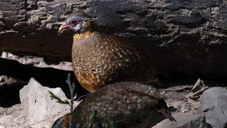 Two-individuals-feeding-on-the-ground-then-the-one-in-the-front-goes-away-to-the-right,-Scaly-breasted-Partridge-Tropicoperdix-chloropus,-Thailand