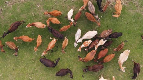 aerial descending view over cattle herd grazing on green agricultural indian farmland