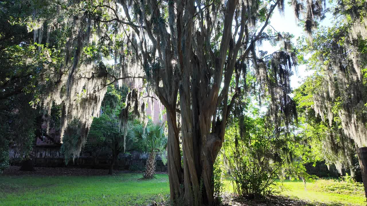Massive tree covered in spanish moss