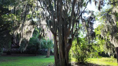 massive tree covered in spanish moss