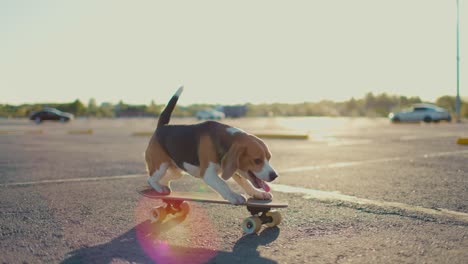 side view of a beagle dog riding a skateboard. side view. slow motion