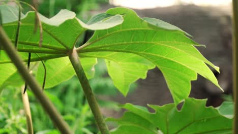 primer plano de una hoja tropical verde exuberante