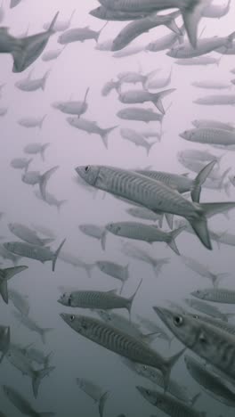 school of barracuda underwater