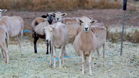 hornless brown and bi-colored goats breed in a farm - medium shot