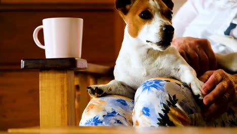 Funny-facial-expression-of-Jack-Russell-puppy-as-she-yawns,-lap-dog