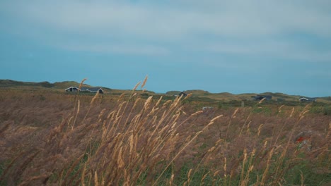 slow-motion-footage-of-barley-in-the-wind-in-front-of-denish-village