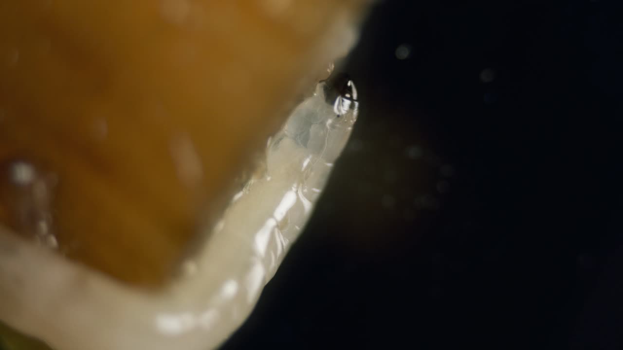 diptera larvas mosca gusano en microscopio hongo hongo translúcido gnat