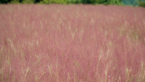 Rosa-Muhly-Grasfeld-An-Einem-Sonnigen-Tag