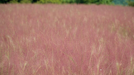 campo de hierba rosa muhly en un día soleado