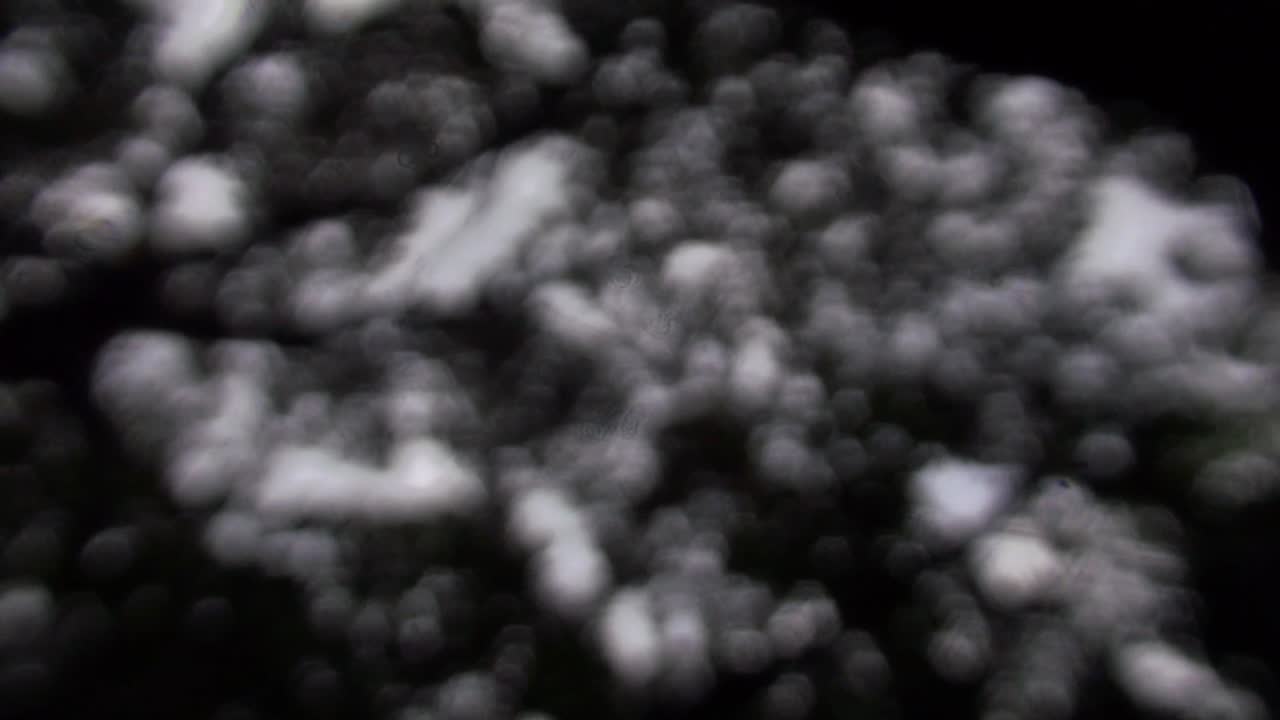 Blurred Pan of Trees in the Woods - Nature in Black and White - Spooky Atmosphere