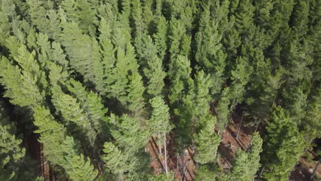 Drone-aerial-showing-large-green-adult-and-young-pine-trees-and-a-lake