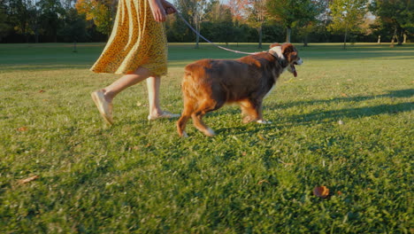 paseo de otoño en el parque con dos mascotas mujer paseando a sus perros