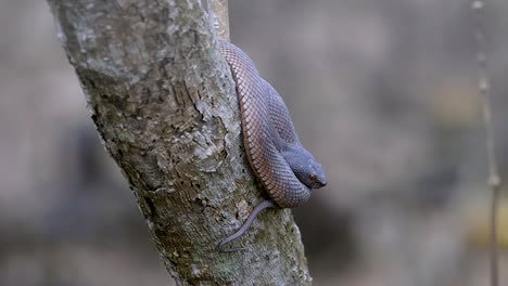 close up of a venomous juvenile shore pit viper resting on a tree in singapore - close up shot