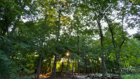 sun through forest trees and leaves