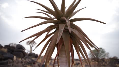 Medium-close-up-of-the-golden-sun-shining-between-the-leaves-of-a-young-single-stem-Quiver-tree-in-Namibia