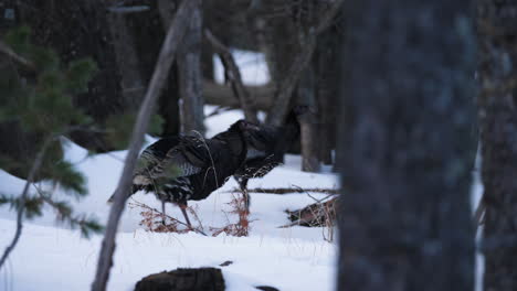 wild turkeys walk through a snowy woodland area