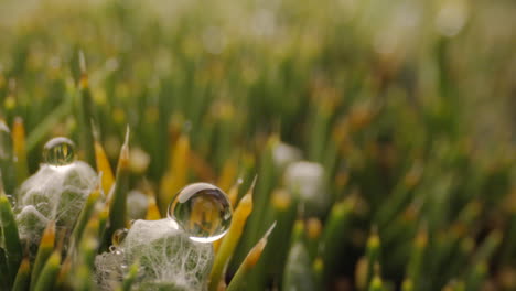 forest and vegetation, water drop macro