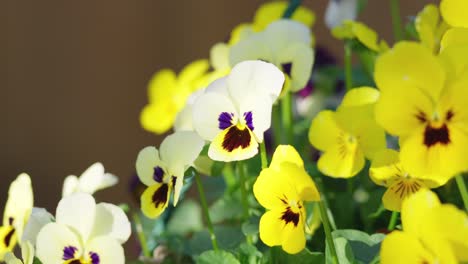 video footage captures the allure of viola flowers in the autumn breeze, bathed in warm sunlight