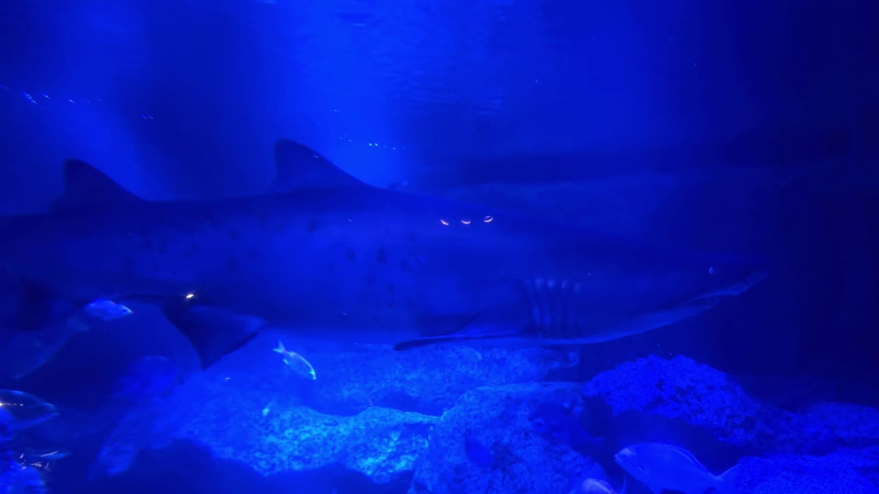 los tiburones nadan con gracia en un acuario de océano azul profundo iluminado por luces submarinas.