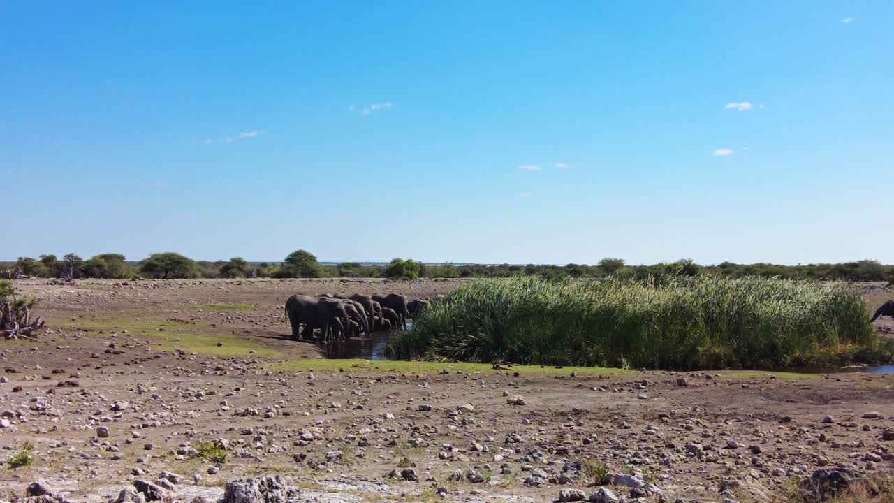 Fotografia naturalistica statica di elefanti riuniti presso una pozza d'acqua erbosa nelle aperte pianure di calcrete del Parco nazionale di Etosha, con cespugli sparsi e terreno roccioso nella Namibia settentrionale, Africa meridionale